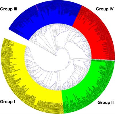 DUF1005 Family Identification, Evolution Analysis in Plants, and Primary Root Elongation Regulation of CiDUF1005 From Caragana intermedia